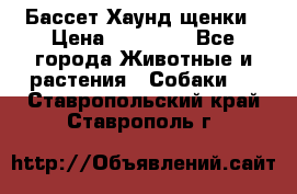 Бассет Хаунд щенки › Цена ­ 20 000 - Все города Животные и растения » Собаки   . Ставропольский край,Ставрополь г.